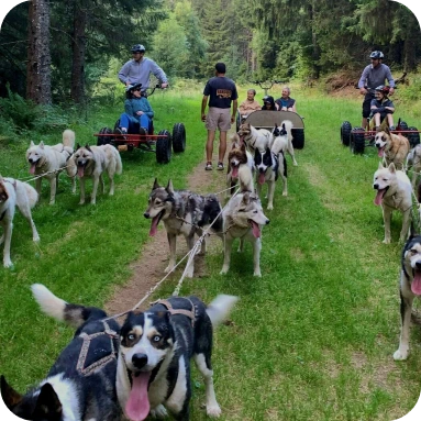 activité d'été chien de traîneau Puy de Sancy