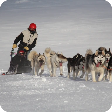 initiation chiens de traineau Massif Central